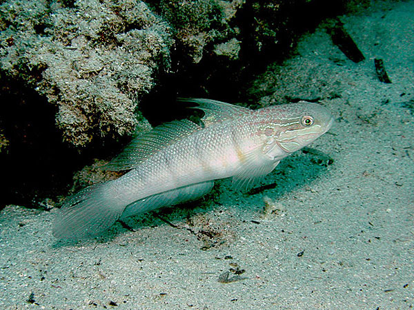 Amblygobius albimaculatus